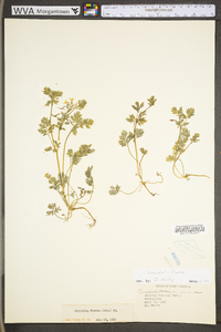 Corydalis flavula image