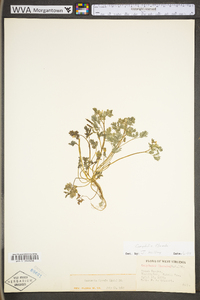 Corydalis flavula image