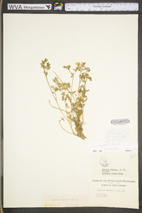 Corydalis flavula image