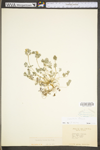 Corydalis flavula image