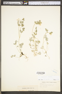 Corydalis flavula image