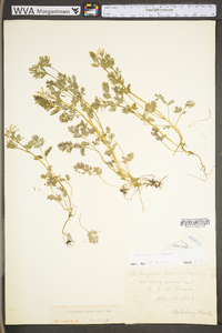 Corydalis flavula image