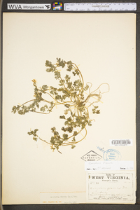 Corydalis flavula image