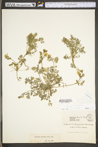 Corydalis flavula image