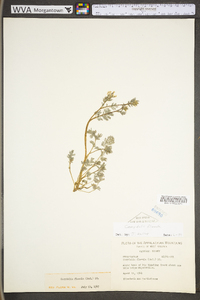 Corydalis flavula image