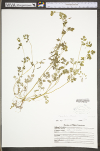 Corydalis flavula image