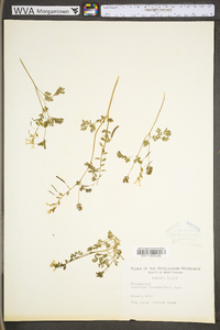 Corydalis flavula image