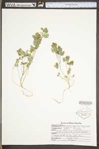 Corydalis flavula image