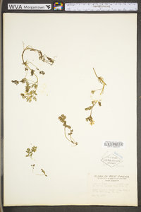 Corydalis flavula image