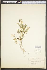 Corydalis flavula image