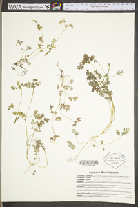 Corydalis flavula image