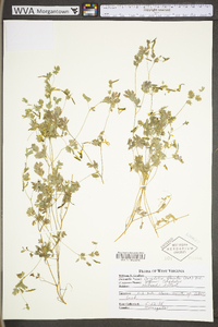 Corydalis flavula image