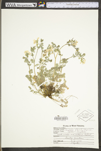 Corydalis flavula image