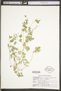 Corydalis flavula image