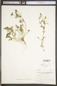 Corydalis flavula image