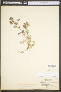 Corydalis flavula image