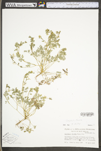 Corydalis flavula image