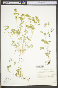 Corydalis flavula image