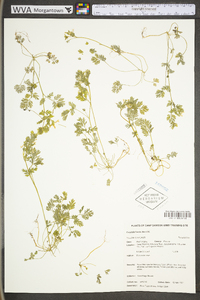 Corydalis flavula image