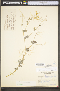 Capnoides sempervirens image