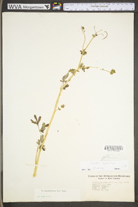 Capnoides sempervirens image