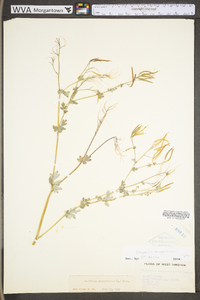 Capnoides sempervirens image