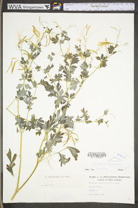 Capnoides sempervirens image