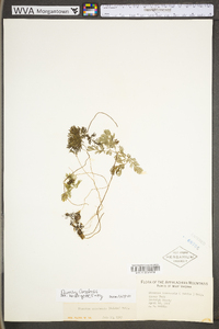 Dicentra canadensis image