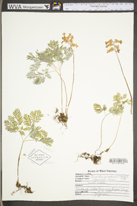 Dicentra canadensis image