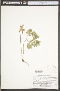 Dicentra canadensis image