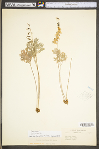 Dicentra cucullaria image