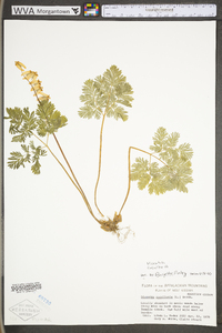 Dicentra cucullaria image