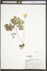 Dicentra cucullaria image