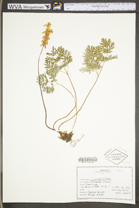 Dicentra cucullaria image