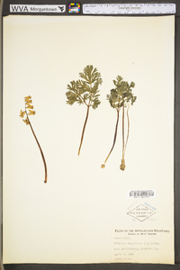 Dicentra cucullaria image