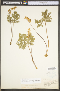 Dicentra cucullaria image