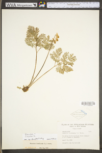 Dicentra cucullaria image