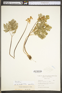 Dicentra cucullaria image