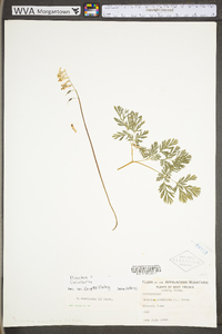 Dicentra cucullaria image