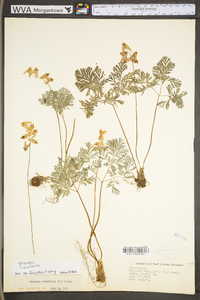 Dicentra cucullaria image