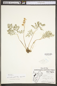 Dicentra cucullaria image