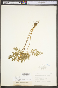 Dicentra cucullaria image