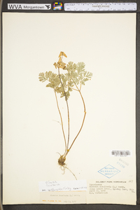 Dicentra cucullaria image