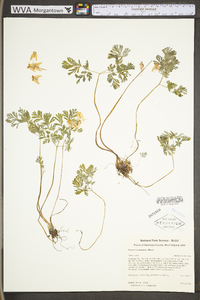 Dicentra cucullaria image