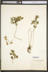 Dicentra cucullaria image