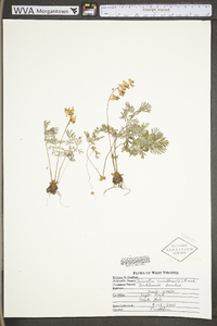 Dicentra cucullaria image