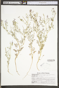 Fumaria officinalis image