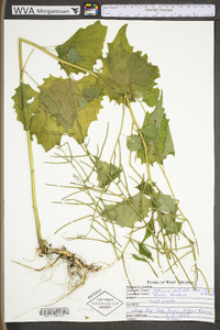 Alliaria petiolata image