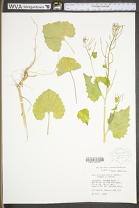 Alliaria petiolata image