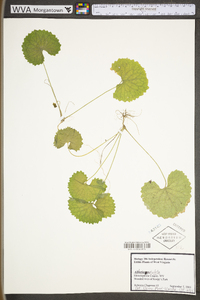 Alliaria petiolata image